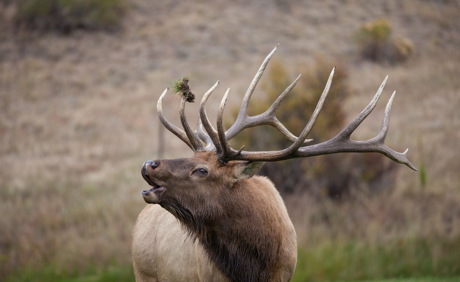 Bull Elk Bugling