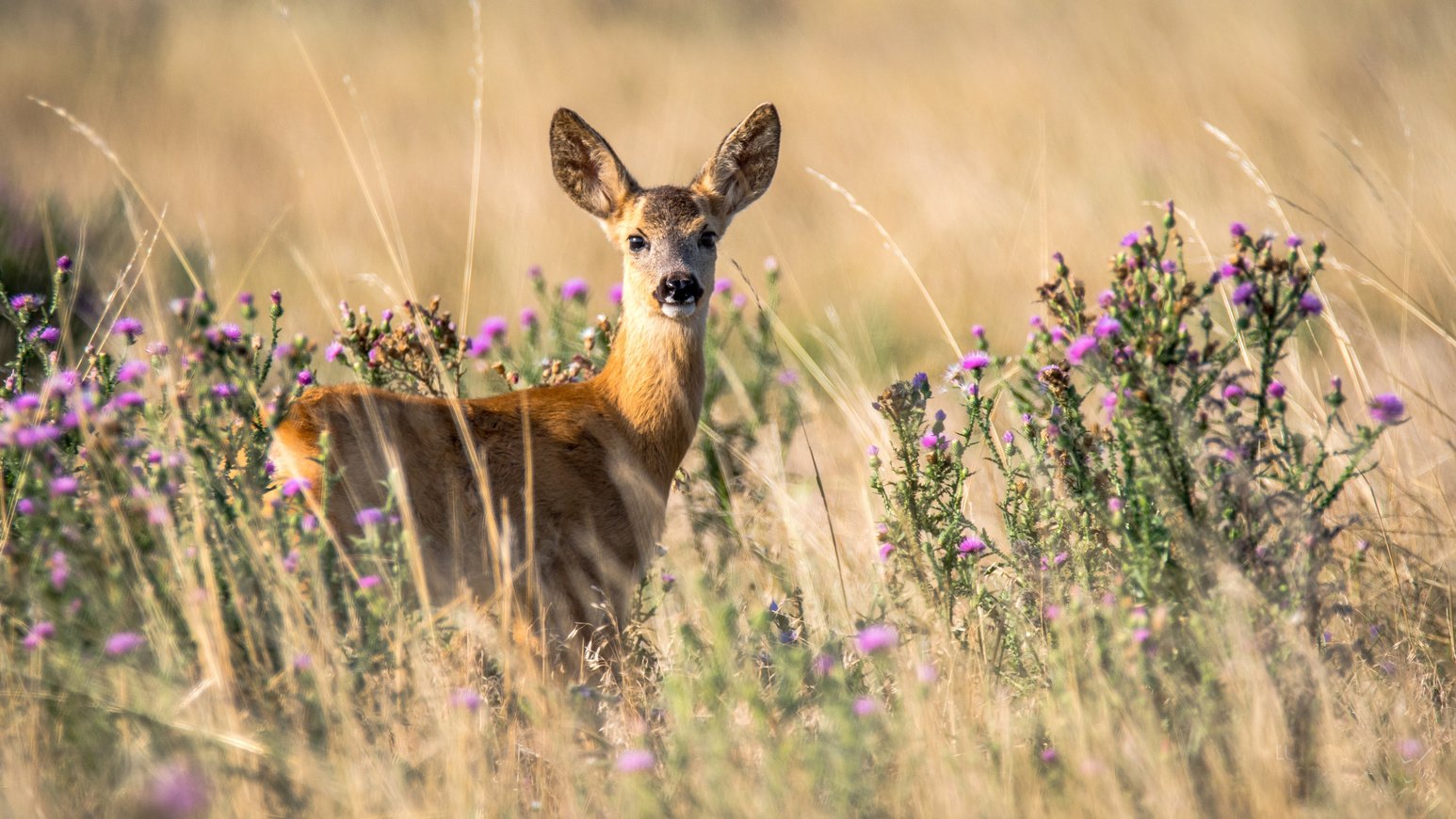 Deer in the Meadows