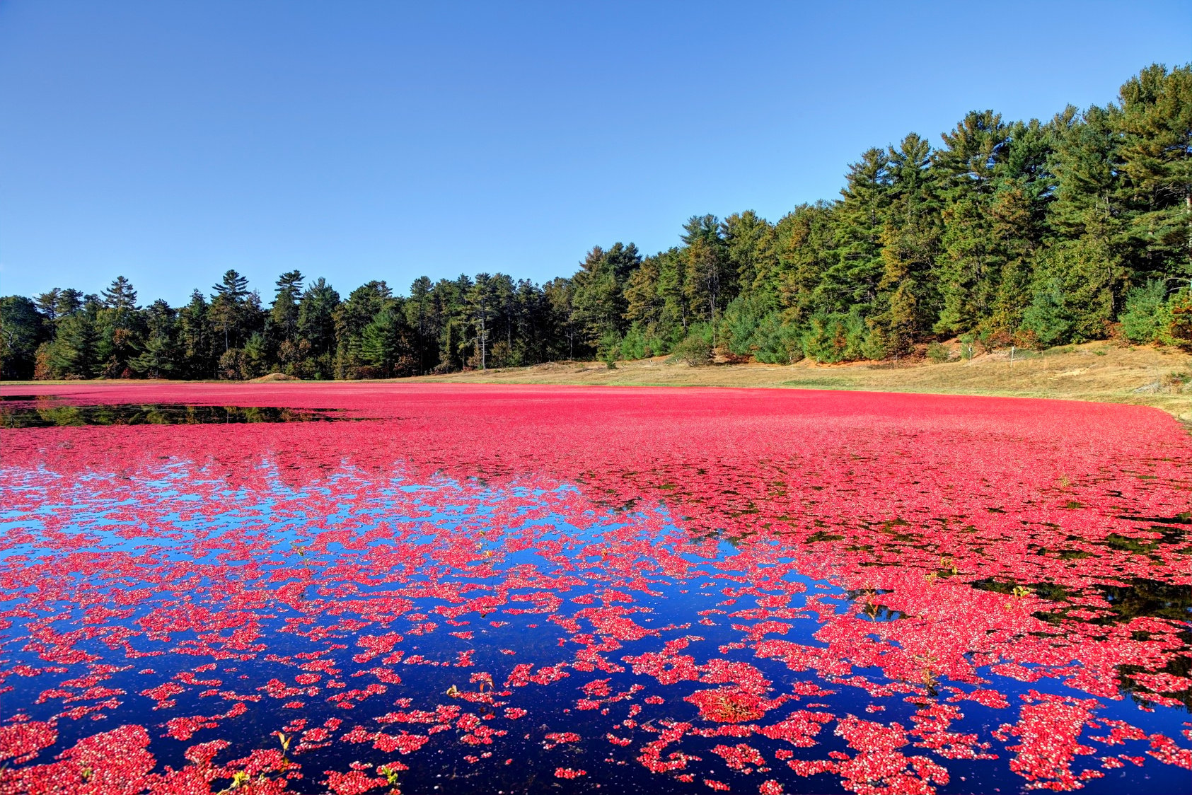 Cranberry Bog