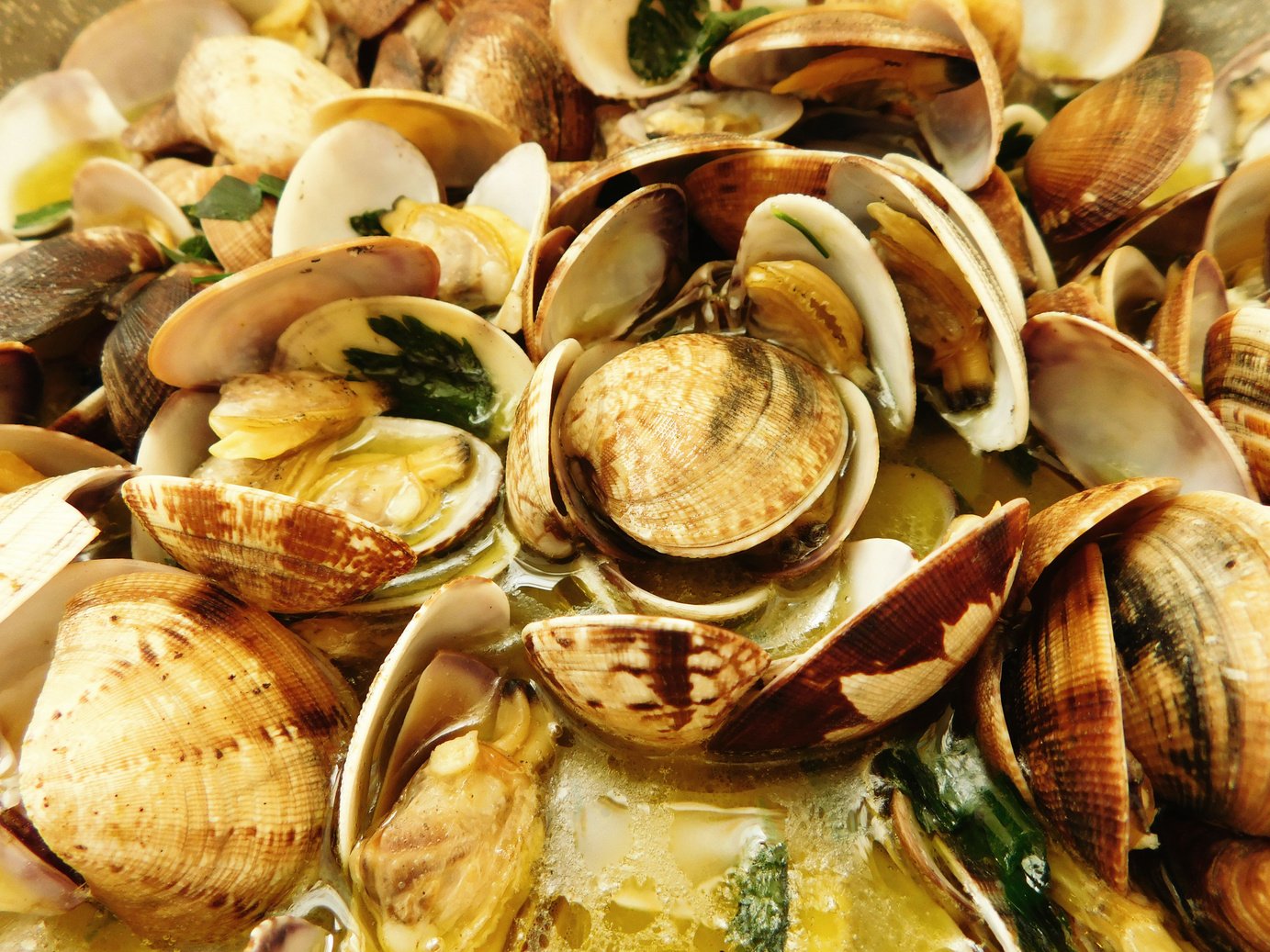 Clams