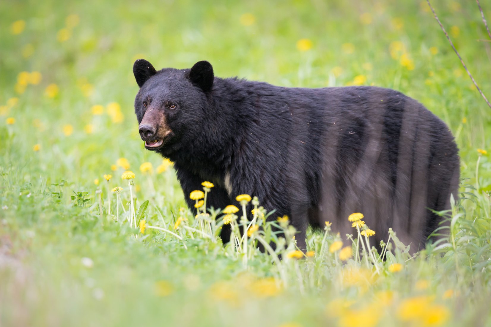 Black Bear on a Meadow